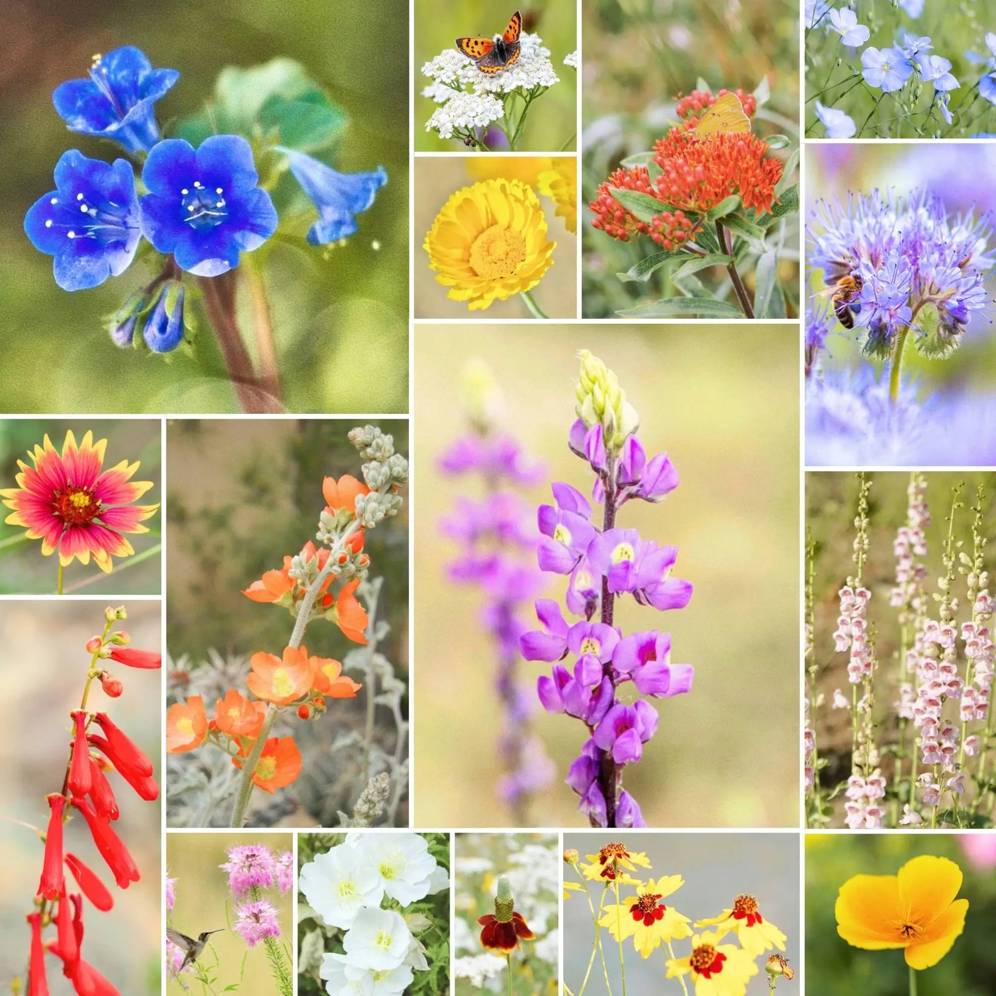 Desert_Bloom_Wildflower_Mix_Co
