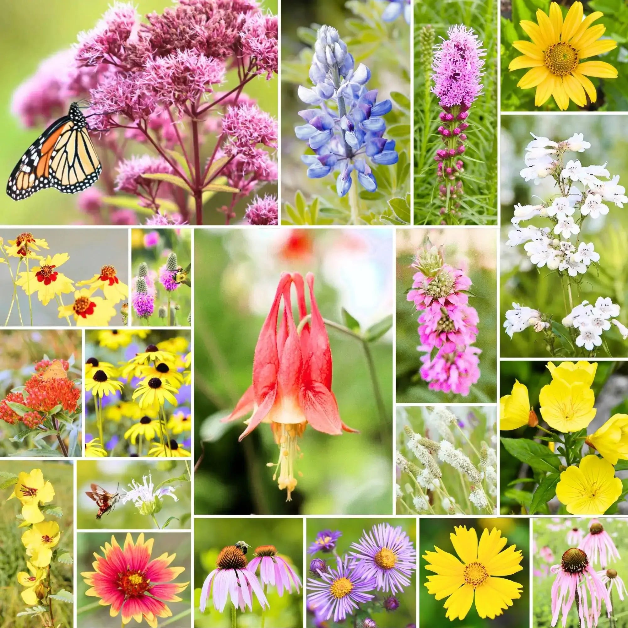 Woodland Bloom™ – Native Wildflower Mix for Midwest & Northeast