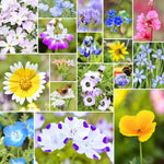 Fleuryx California Bloom native wildflower mix for the California Coast featuring California Poppy, Baby Blue Eyes, Tidy Tips, Blue Flax, and other native wildflowers