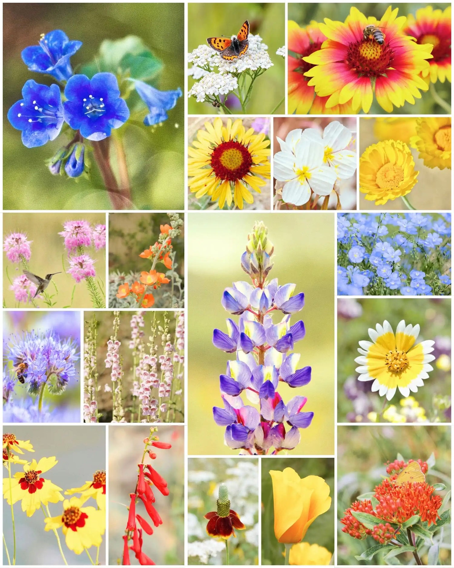 Fleuryx Canyon Bloom native wildflower mix for the Desert West featuring Arizona Lupine, Desert Marigold, Firecracker Penstemon, California Poppy, and other native wildflowers