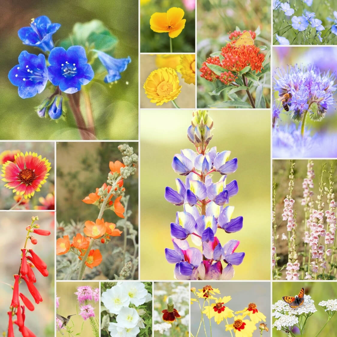 Fleuryx Canyon Bloom native wildflower mix for the Desert West featuring Arizona Lupine, Desert Marigold, Firecracker Penstemon, California Poppy, and other native wildflowers