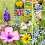 Fleuryx Cascade Bloom Pacific Northwest wildflower seed mix collage featuring native wildflowers including California poppy, showy milkweed, false sunflower, godetia, bigleaf lupine, blue flax, miniature lupine, globe gilia, and western blue eyed grass.