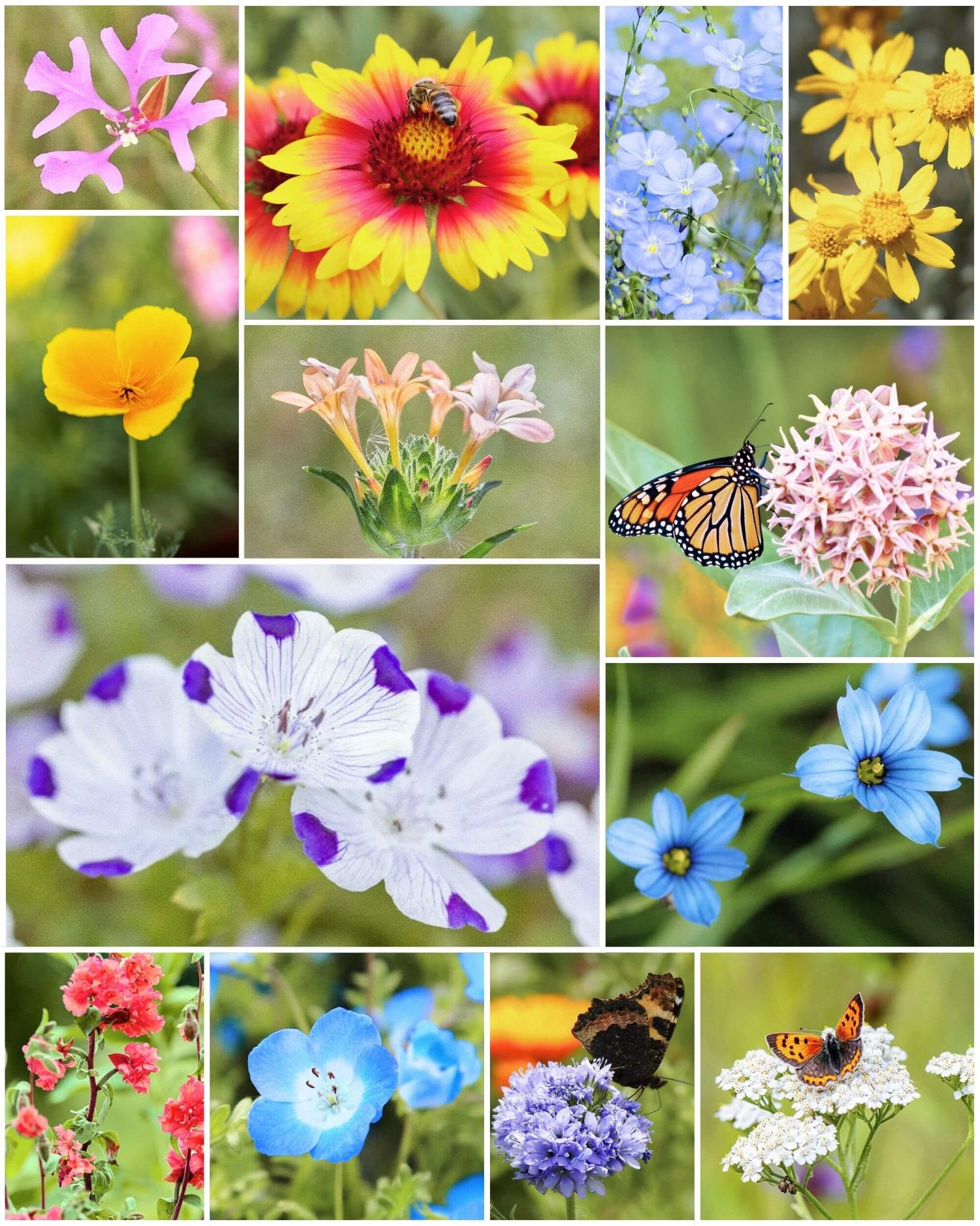 Fleuryx Cascade Bloom native wildflower mix for the Pacific Northwest featuring California Poppy, Big Leaf Lupine, Baby Blue Eyes, Blue Flax, and other native wildflowers