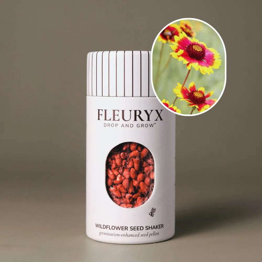 Fleuryx Blanketflower (Gaillardia aristata) Native Wildflower Seeds in a white seed shaker with a striped lid, showing red and yellow seed pellets from its colorful coated wildflower seeds and a photo of Blanketflower flowers.