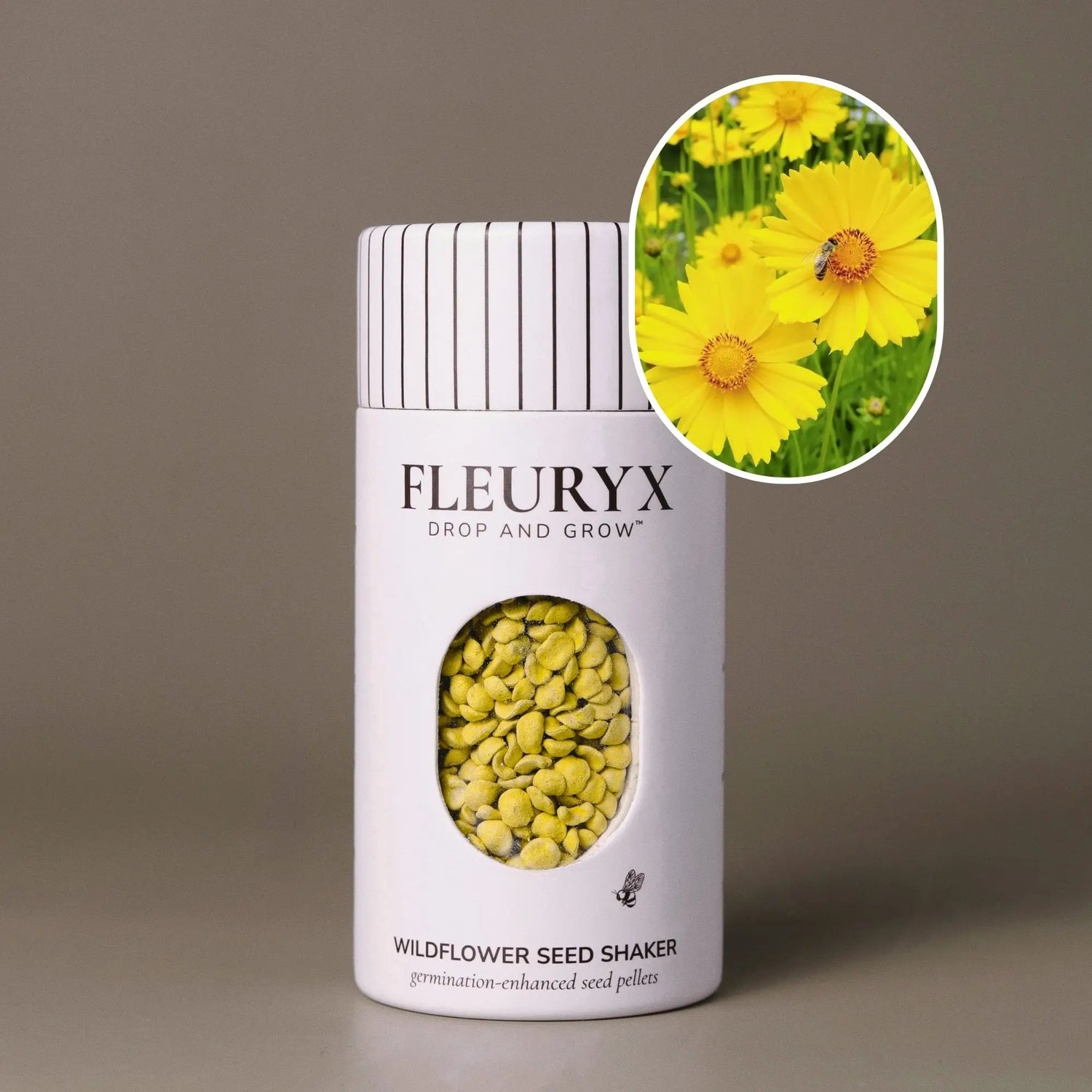 Fleuryx Lance-Leaved Coreopsis (Coreopsis lanceolata) Native Wildflower Seeds in a white seed shaker with a striped lid, showing yellow colorful coated wildflower seeds and a photo of Lance-Leaved Coreopsis flowers.