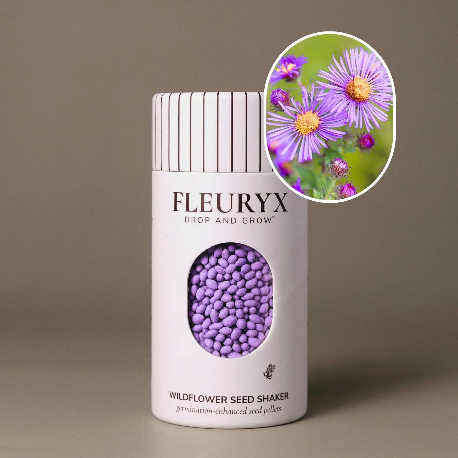Fleuryx New England Aster (Symphyotrichum novae-angliae) Native Wildflower Seeds in a white seed shaker with a striped lid, showing purple colorful coated wildflower seeds and a photo of New England Aster flow