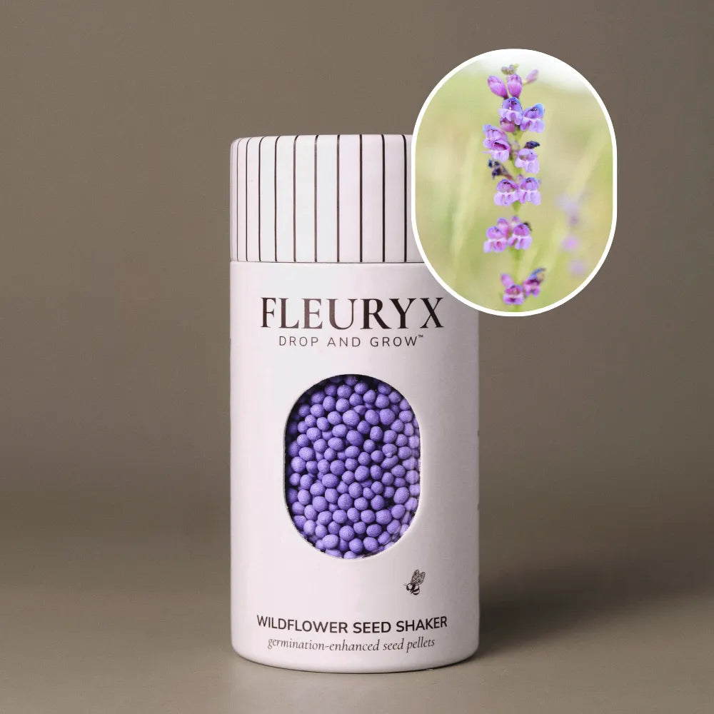 Fleuryx Rocky Mountain Penstemon (Penstemon strictus) Native Wildflower Seeds in a white seed shaker with a striped lid, showing purple seed pellets from its colorful coated wildflower seeds and a photo of Rocky Mountain Penstemon flowers.