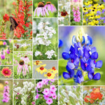Fleuryx Frontier Bloom native wildflower mix for the Southern Plains featuring Texas Bluebonnet, Indian Blanket, Purple Coneflower, Black-Eyed Susan, and other native wildflowers
