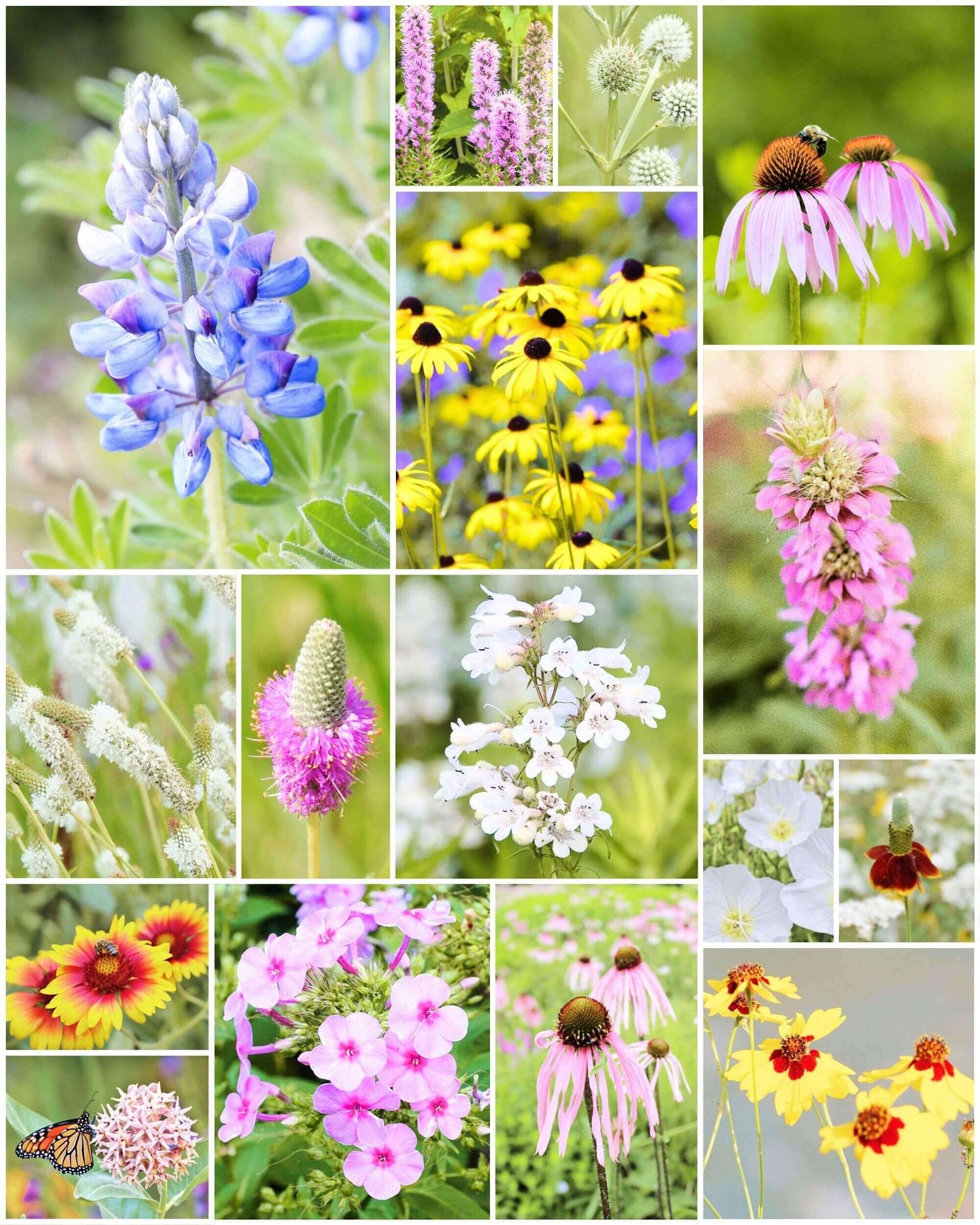 Fleuryx Frontier Bloom native wildflower mix for the Southern Plains featuring Texas Bluebonnet, Indian Blanket, Purple Coneflower, Black-Eyed Susan, and other native wildflowers