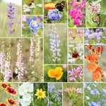 Fleuryx Highland Bloom native wildflower seed mix for the Mountain West featuring California poppy, showy milkweed, blue columbine, palmers penstemon, blanketflower, and other native wildflowers.