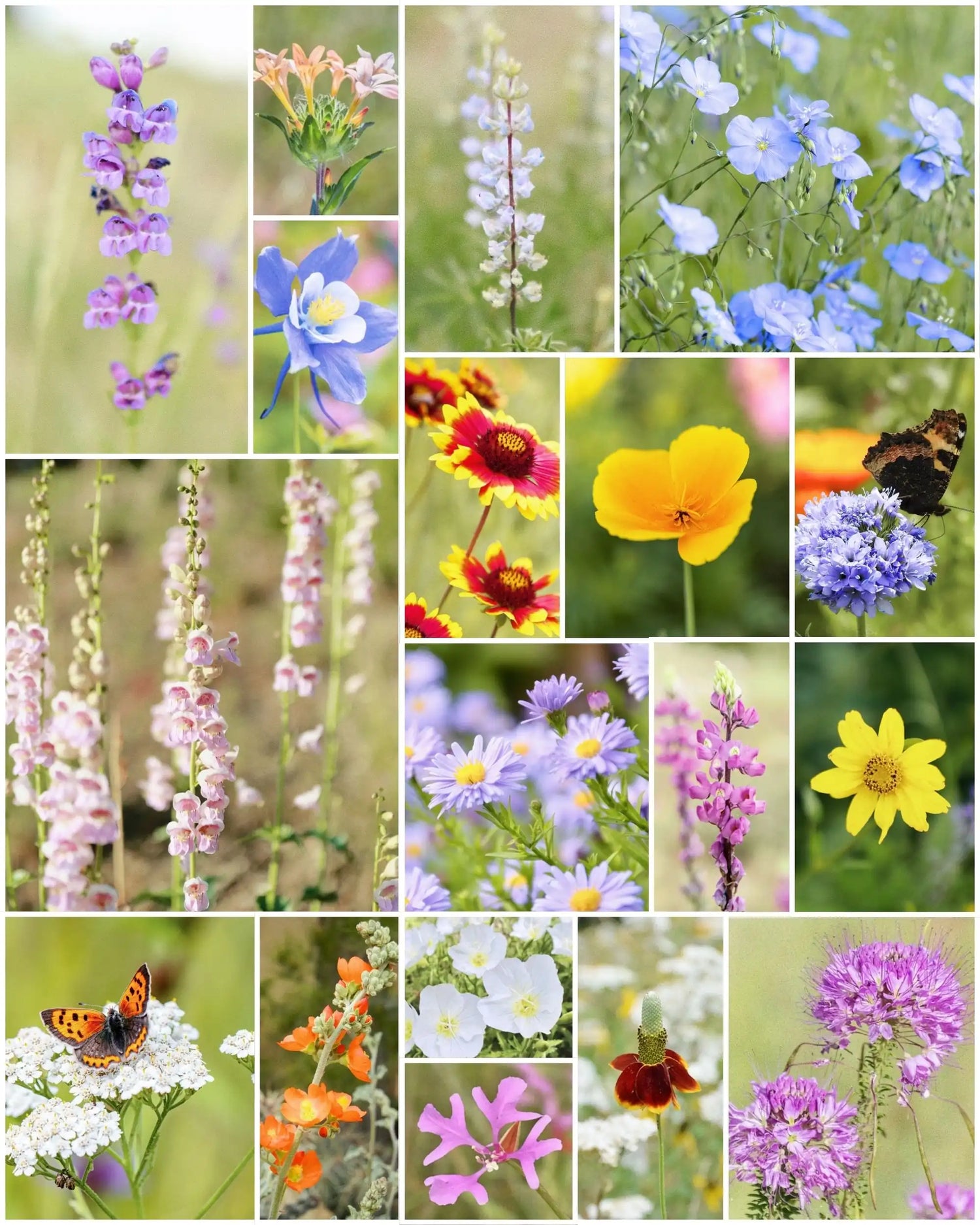 Fleuryx Highland Bloom native wildflower mix for the Mountain West featuring Blue Columbine, Silvery Lupine, Rocky Mountain Penstemon, Blanketflower, and other native wildflowers