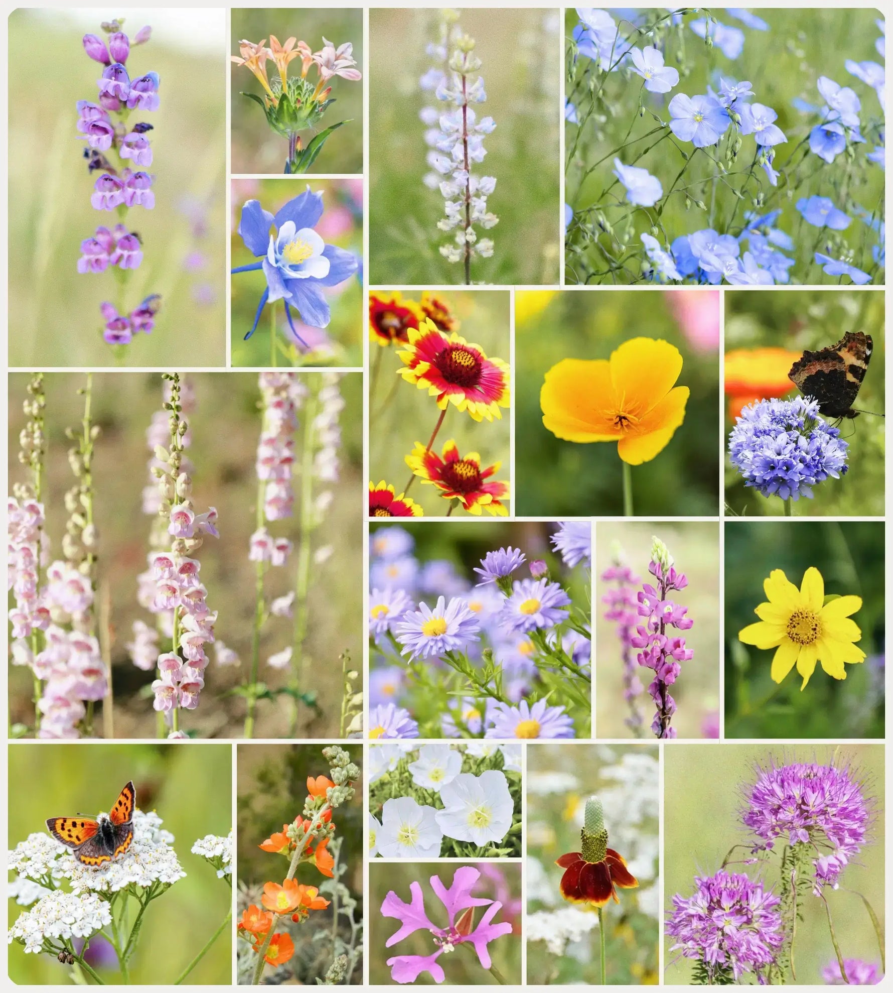 Collage of Fleuryx Mountain West Native Wildflower Mix featuring species like Palmer Penstemon, Silvery Lupine, Utah Sweetvetch, Blue Flax, Globe Gilia, Globemallow, Blanketflower.