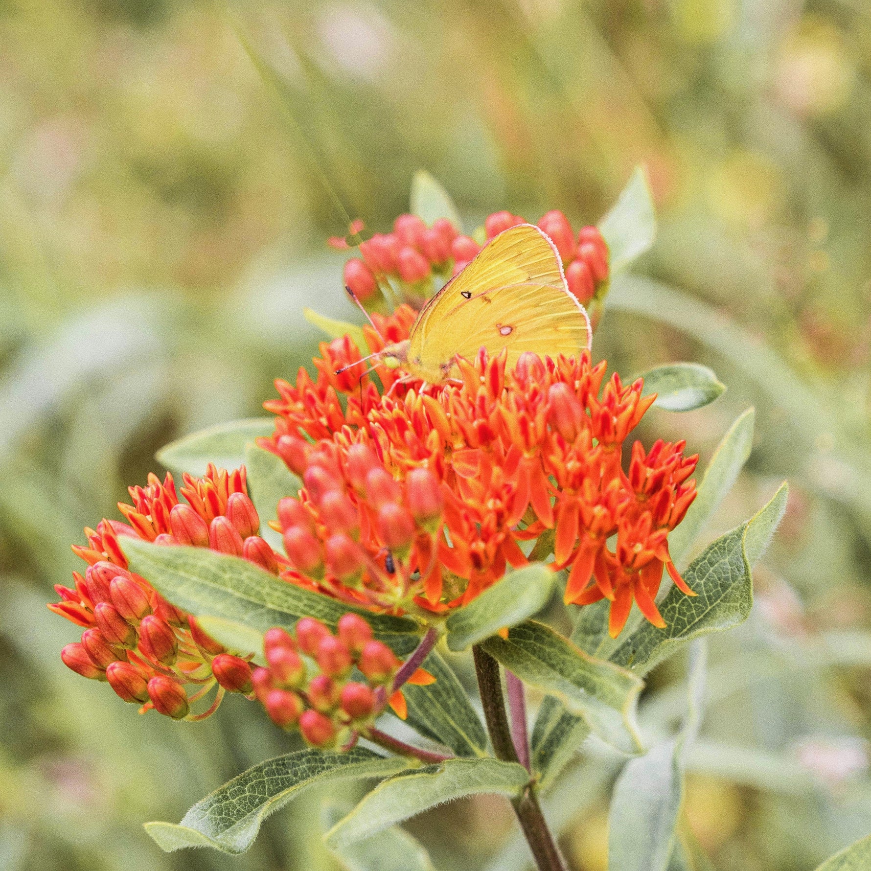 Butterfly Milkweed seed for sale by Fleuryx. Close up of a Butterfly on a Butterfly Milkweed