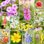 Fleuryx Magnolia Bloom native wildflower mix for the Southeast featuring Black-Eyed Susan, Purple Coneflower, Butterfly Weed, Blue Vervain, and other native wildflowers