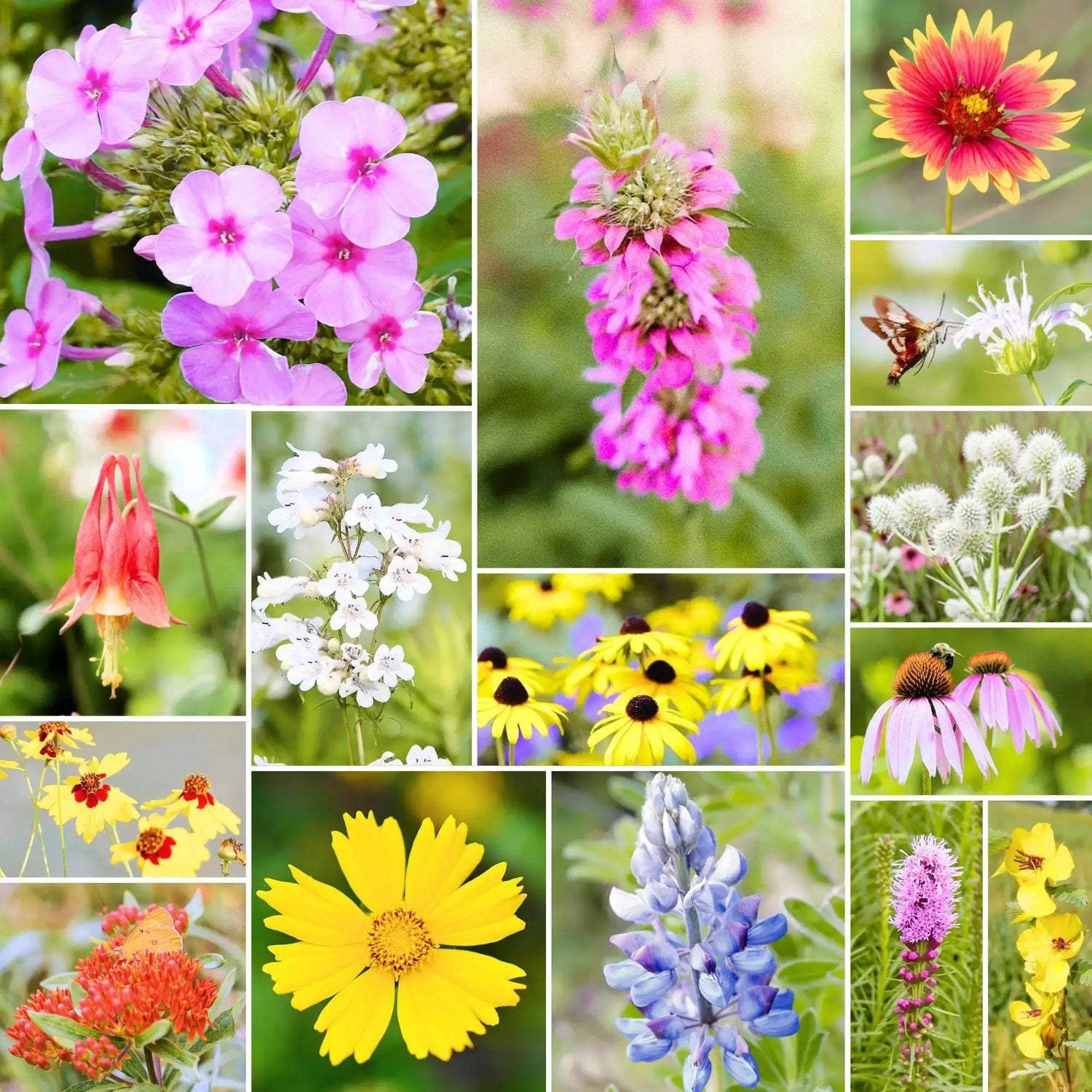Fleuryx Magnolia Bloom native wildflower mix for the Southeast featuring Black-Eyed Susan, Purple Coneflower, Butterfly Weed, Blue Vervain, and other native wildflowers