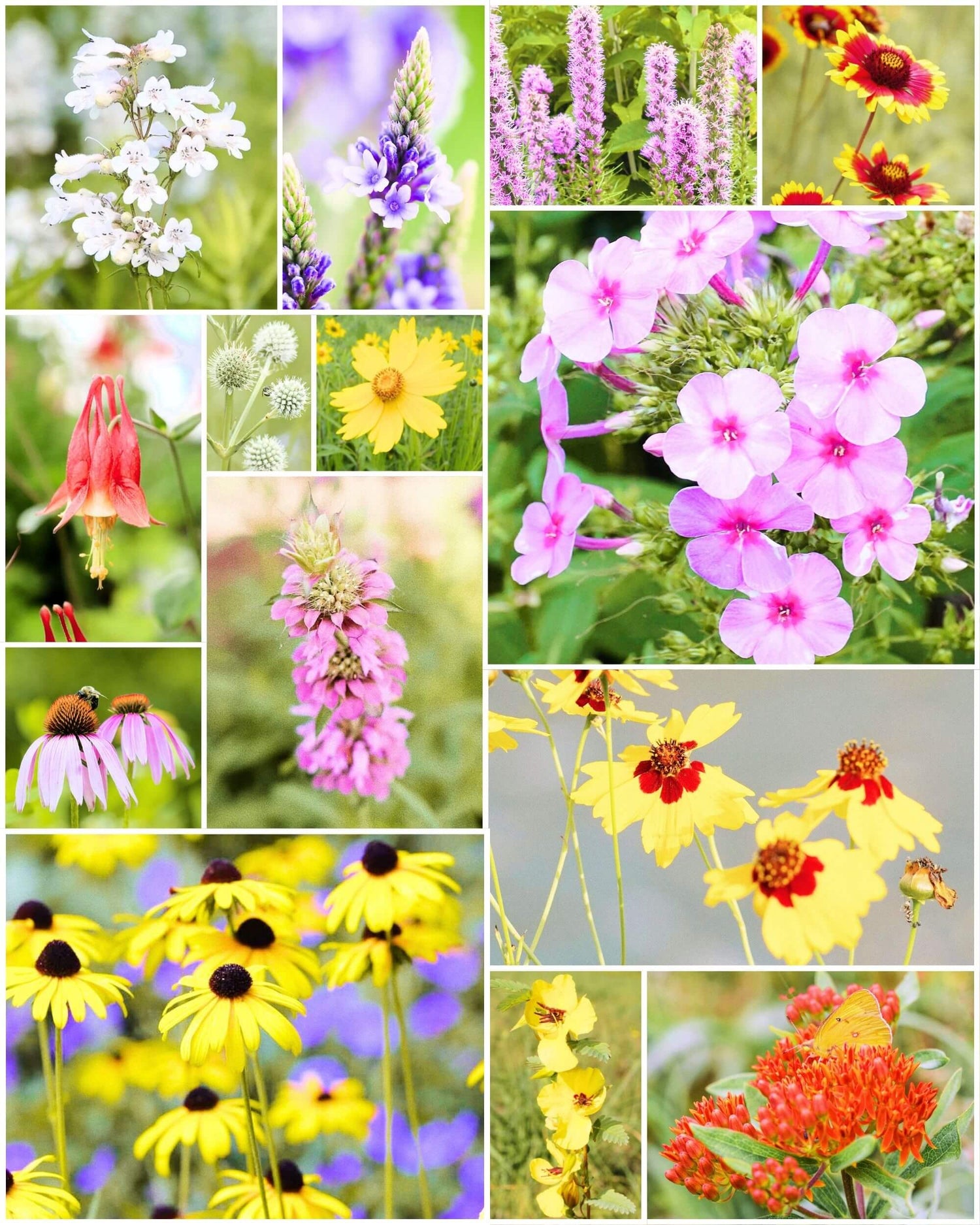 Fleuryx Magnolia Bloom native wildflower mix for the Southeast featuring Black-Eyed Susan, Purple Coneflower, Butterfly Weed, Blue Vervain, and other native wildflowers