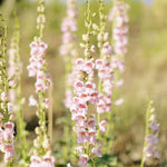photo of Palmer Penstemon Wildflower in full bloom taken by Fleuryx Seeds