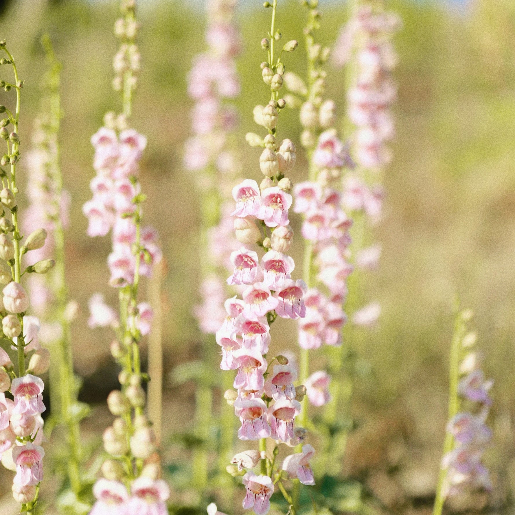 photo of Palmer Penstemon Wildflower in full bloom taken by Fleuryx Seeds