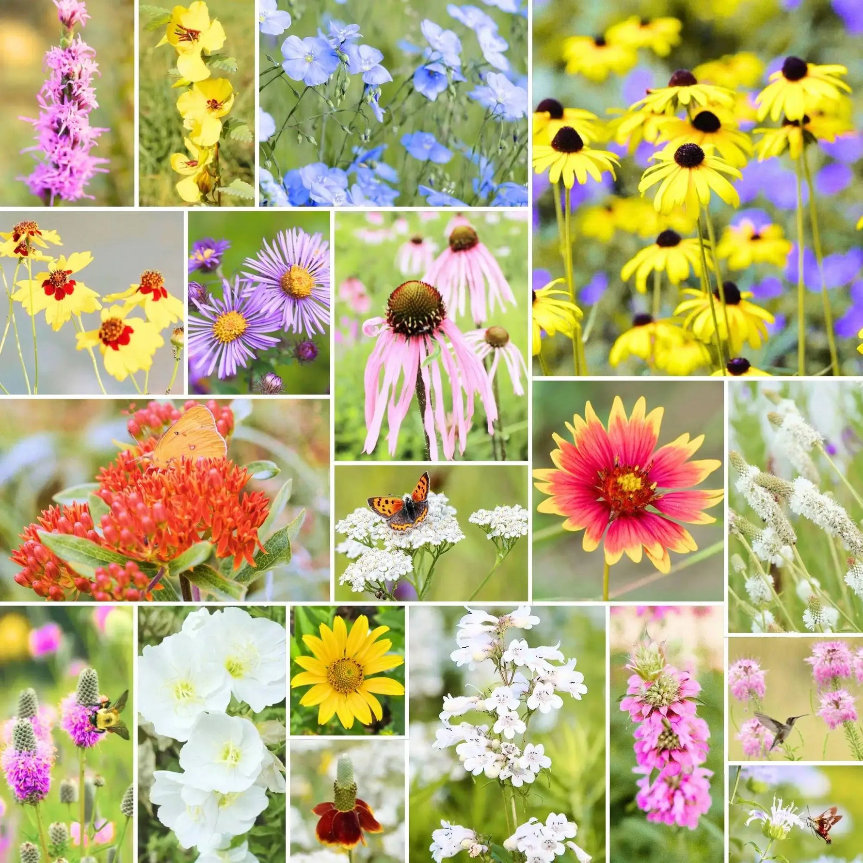 seed shaker wildflower mix Prairie Bloom™ – Drop & Grow Wildflower Seed Shaker