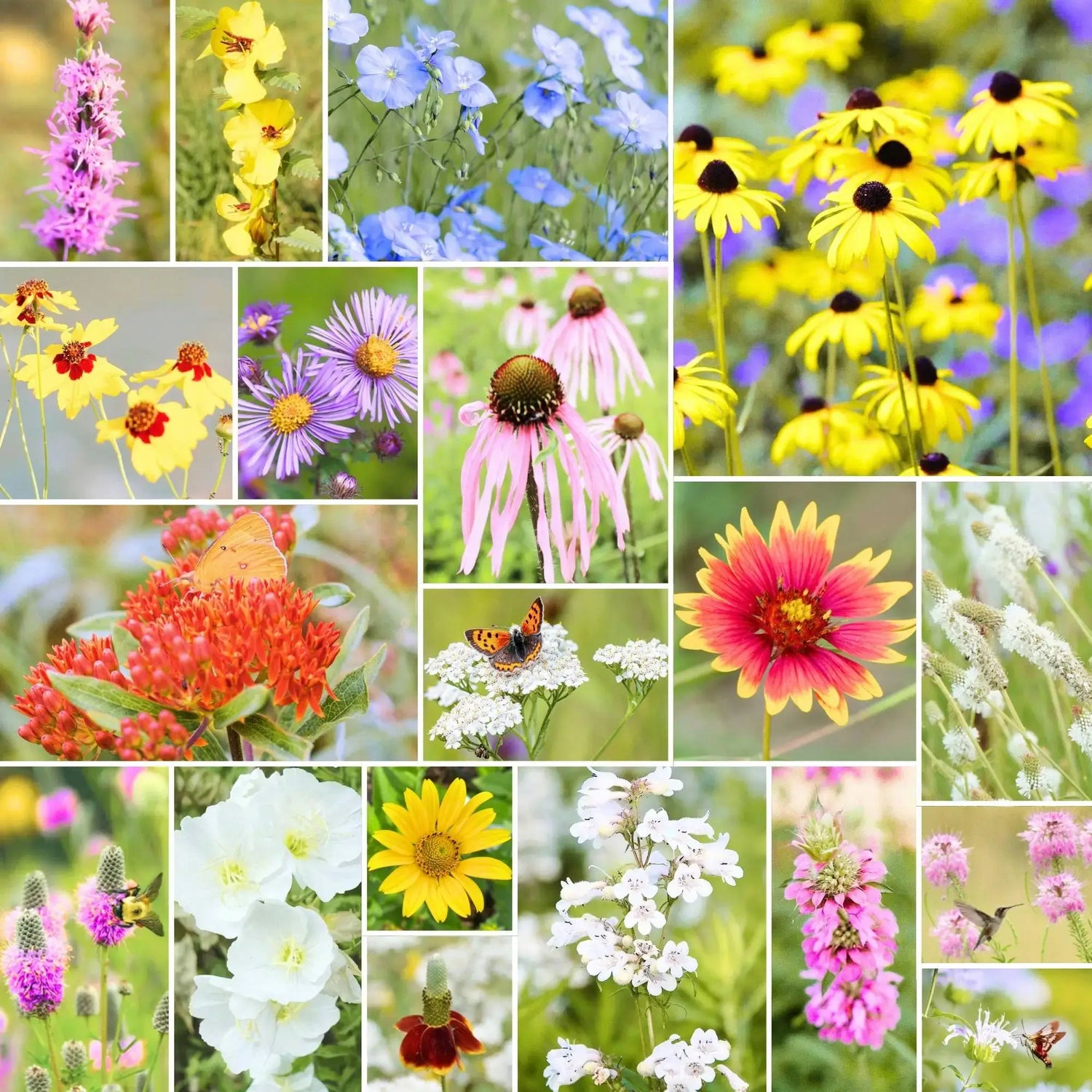 Fleuryx Prairie Bloom native wildflower mix for the Great Plains featuring Black-Eyed Susan, Butterfly Weed, Prairie Coneflower, Blue Flax, and other native prairie wildflowers
