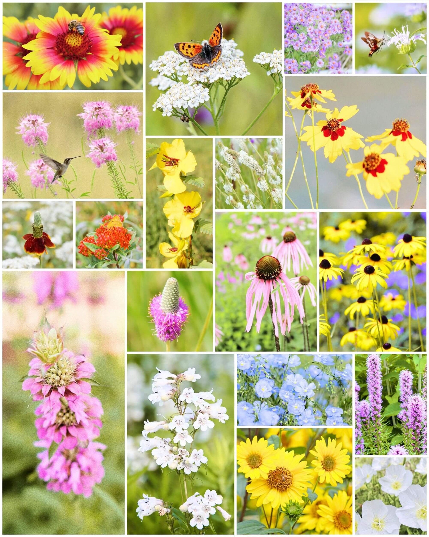 Fleuryx Prairie Bloom native wildflower mix for the Great Plains featuring Black-Eyed Susan, Butterfly Weed, Prairie Coneflower, Blue Flax, and other native prairie wildflowers