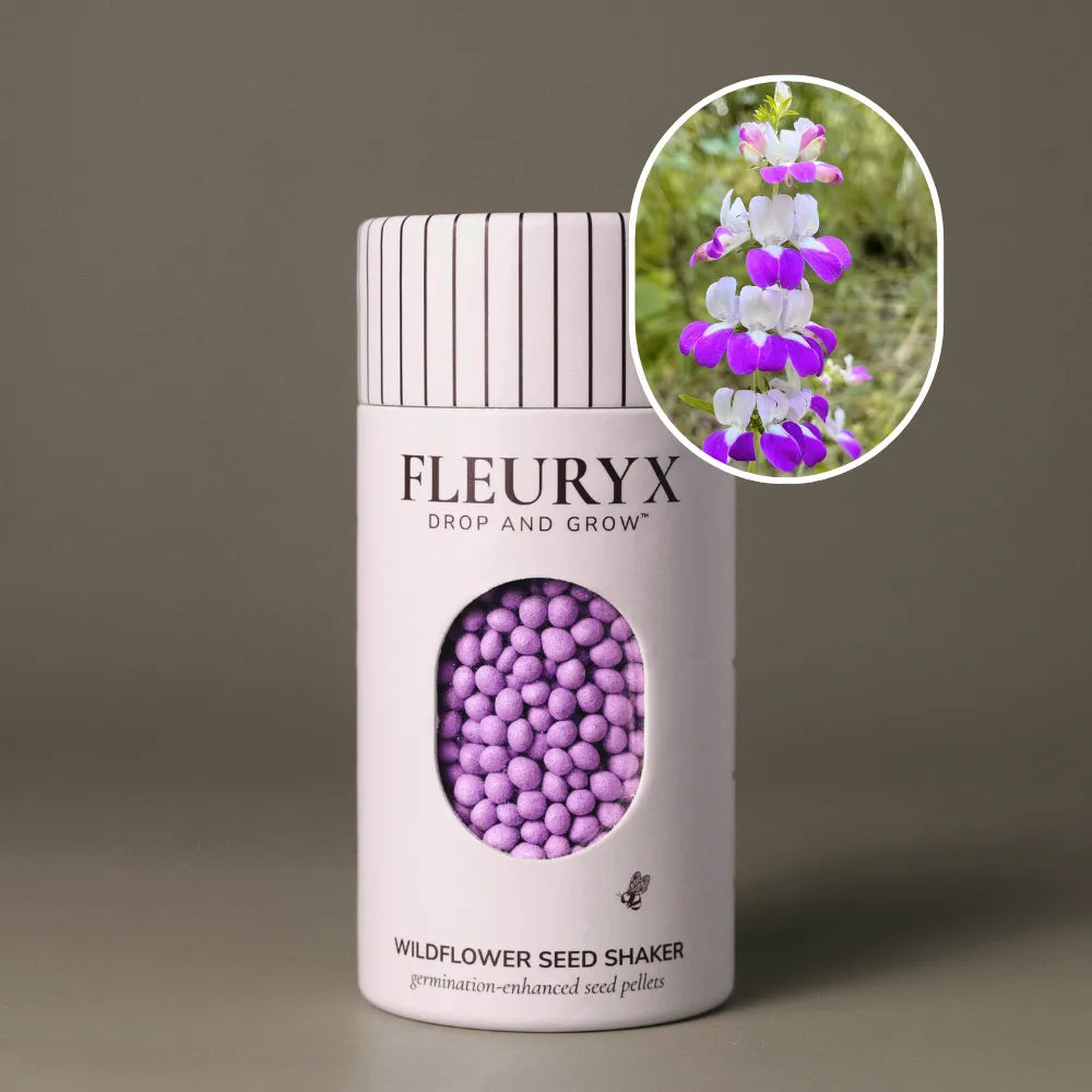 Purple Chinese Houses (Collinsia heterophylla)