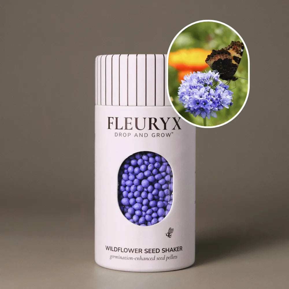 Globe Gilia (Gilia capitata)