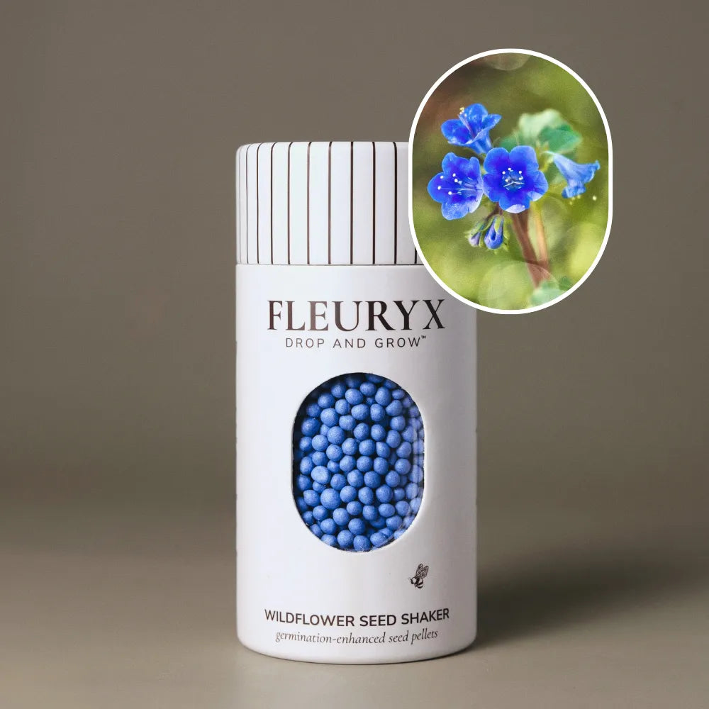 Desert Bluebell (Phacelia campanularia)