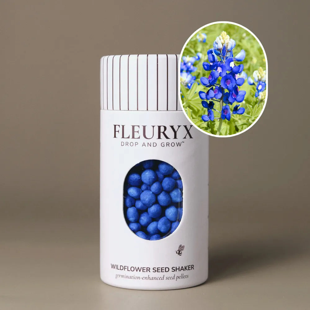 Texas Bluebonnet (Lupinus texensis)