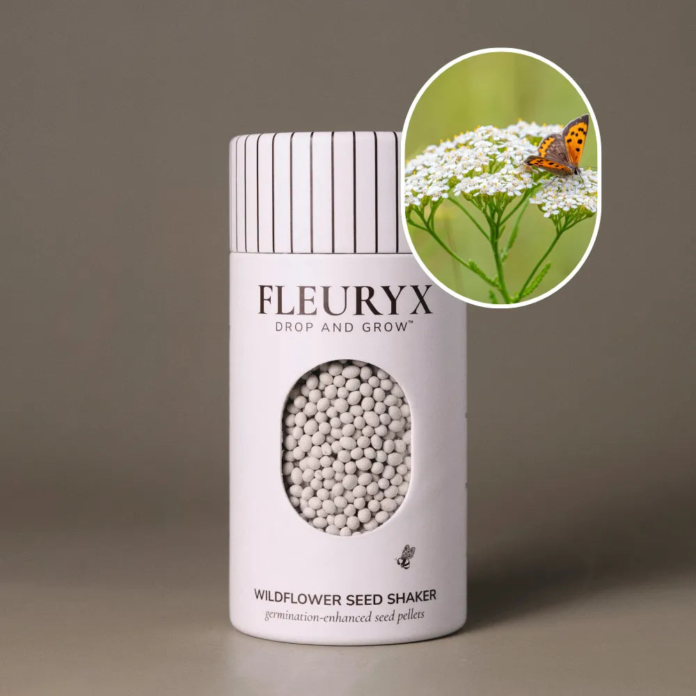 Western Yarrow wildflower seeds – coated seed pellets for sale from Fleuryx