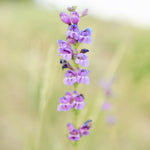 Close up of Rocky Mountain Penstemon wildflower for sale from Fleuryx