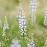 Close up of Silvery Lupine Wildflower in Bloom by Fleuryx Seeds