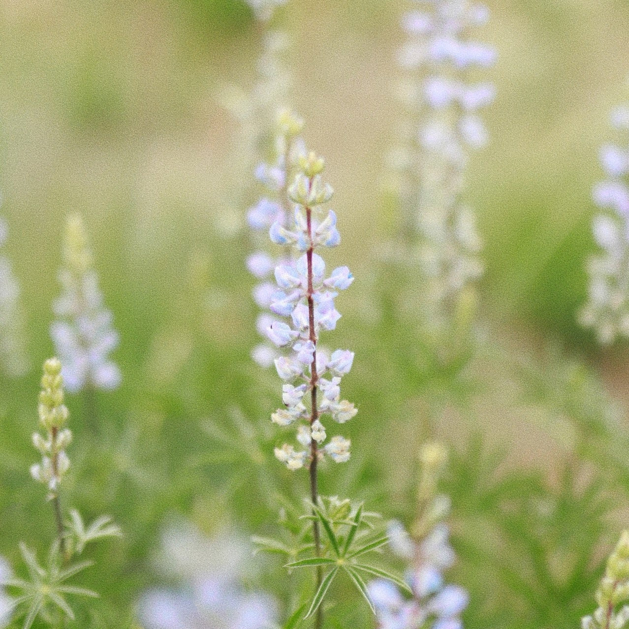 Close up of Silvery Lupine Wildflower in Bloom by Fleuryx Seeds